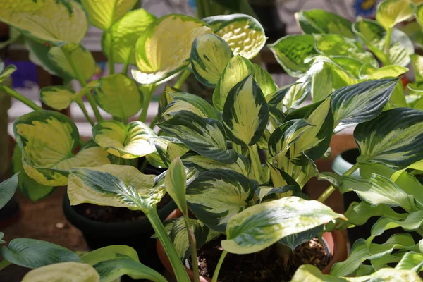 Hosta Género Plantas Herbáceas Perennes Familia Asparagaceae —  Fotos de Stock