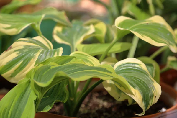 Hosta Género Plantas Herbáceas Perennes Familia Asparagaceae —  Fotos de Stock