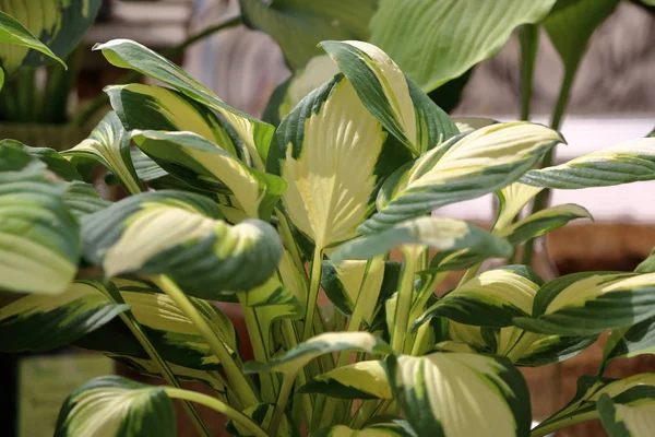 Hosta Género Plantas Herbáceas Perennes Familia Asparagaceae —  Fotos de Stock