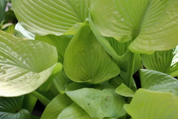 Hosta Género Plantas Herbáceas Perennes Familia Asparagaceae —  Fotos de Stock