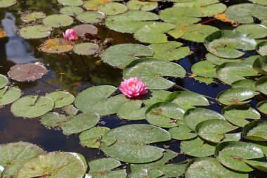 Büyük kayan Nilüfer çiçek yaprakları ve duckweed ile
