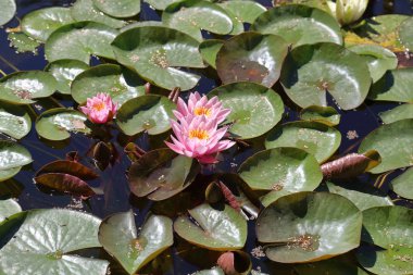 Büyük kayan Nilüfer çiçek yaprakları ve duckweed ile