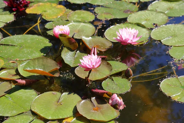 Grande Flor Lírio Água Flutuante Com Folhas Plantas Daninhas — Fotografia de Stock