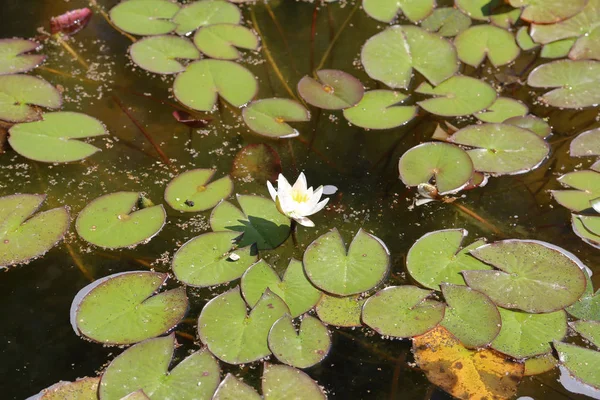 Μεγάλο Πλωτό Νερού Κρίνος Λουλούδι Φύλλα Και Duckweed — Φωτογραφία Αρχείου