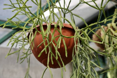 Kaktüs. Uzun ömürlü çiçekli bitkilerin ailesinin nadir bulunan egzotik lezzetleri.