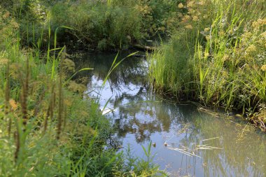 Bahçe peyzaj tasarımı