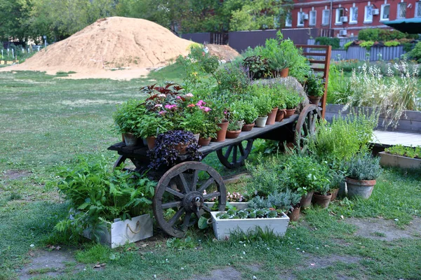 Mångfärgade Blommor Krukor Vintage Trä Vagn Hjul — Stockfoto