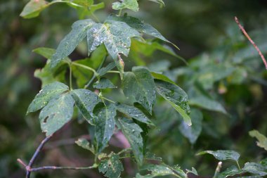 Bir yağmur sonra yeşil yaprakları ile yaprak döken bir ağaç dalı