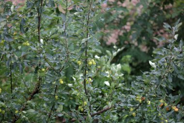 Küçük olgunlaşmamış elma meyve elma ağacının dalları üzerinde