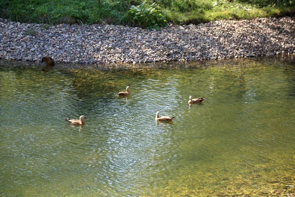 Brown White Adult Female Duck Shade Open Air — Stock Photo, Image