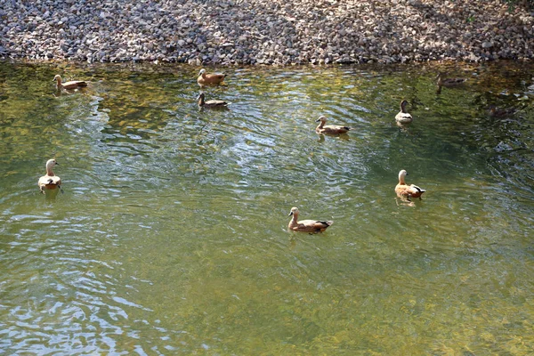 Brązowo Biały Dorosły Kobieta Kaczki Cieniu Wolnym Powietrzu — Zdjęcie stockowe