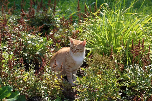 Evsiz Yetişkin Kedi Kedi Sıradışı Renk Kalın Bir Palto Ile — Stok fotoğraf