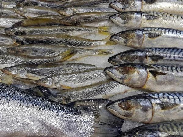 Bir Sürü Taze Çiğ Balık Stok Rafa Buz Ile — Stok fotoğraf