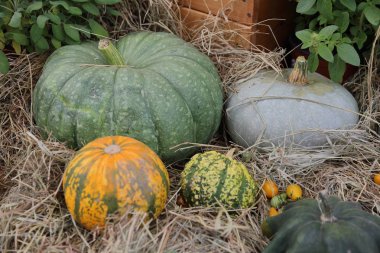 Bir çiftlik arka bahçesinde alışılmadık bir büyük kabak