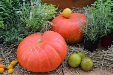 Bir çiftlik arka bahçesinde alışılmadık bir büyük kabak