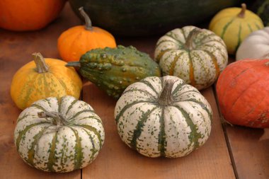 Bir çiftlik arka bahçesinde alışılmadık bir büyük kabak