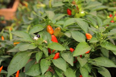 Bahçede bir Bush taze Doğal biber yetişir