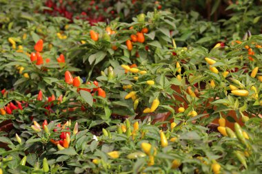 Bahçede bir Bush taze Doğal biber yetişir