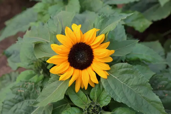 Große Gelbe Sonnenblume Inmitten Sommergrüner Pflanzen — Stockfoto