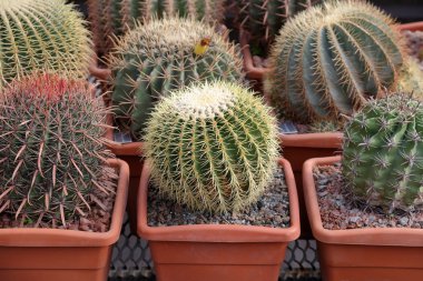 Kaktüs. Uzun ömürlü çiçekli bitkilerin ailesinin nadir bulunan egzotik lezzetleri.