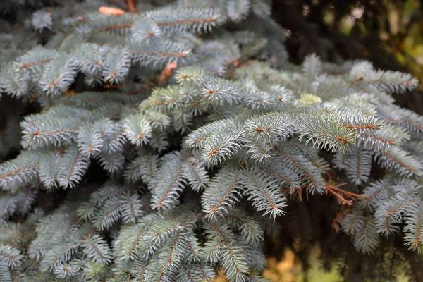 Texture Needles Lush Luxuriant Spruce Park — Stock Photo, Image