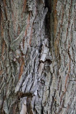 Devamlı yaprak döken ağacın kabuğunun dokulu yüzeyi.