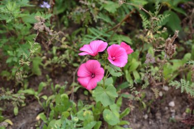 Kent parkta güzel pembe Hibiscus çiçek