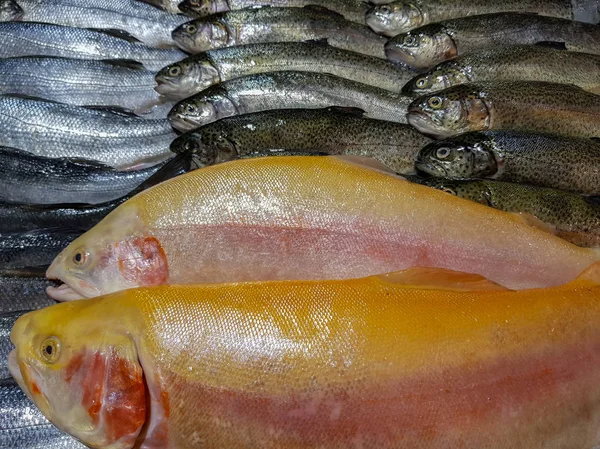 Bir Sürü Taze Çiğ Balık Stok Rafa Buz Ile — Stok fotoğraf