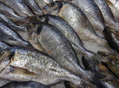 Bir sürü taze çiğ balık stok rafa buz ile