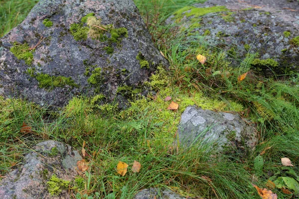 Původní Texturovaný Povrch Přírodního Hrubého Kamene — Stock fotografie