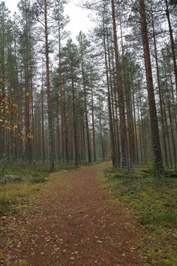 Rusya'da erken sonbaharda güzel Karelya orman manzara