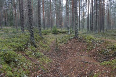 Rusya'da erken sonbaharda güzel Karelya orman manzara