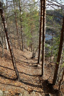 Rusya'da erken sonbaharda güzel Karelya orman manzara
