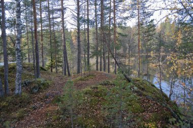 Rusya'da erken sonbaharda güzel Karelya orman manzara