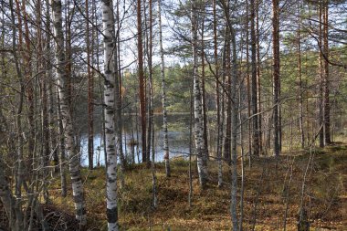 Rusya'da erken sonbaharda güzel Karelya orman manzara