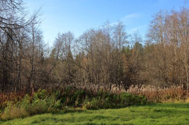 Rusya'da erken sonbaharda güzel Karelya orman manzara