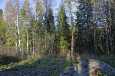 Rusya'da erken sonbaharda güzel Karelya orman manzara