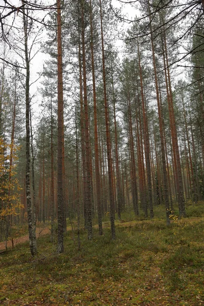 Mooie Karelische Boslandschap Het Vroege Najaar Rusland — Stockfoto