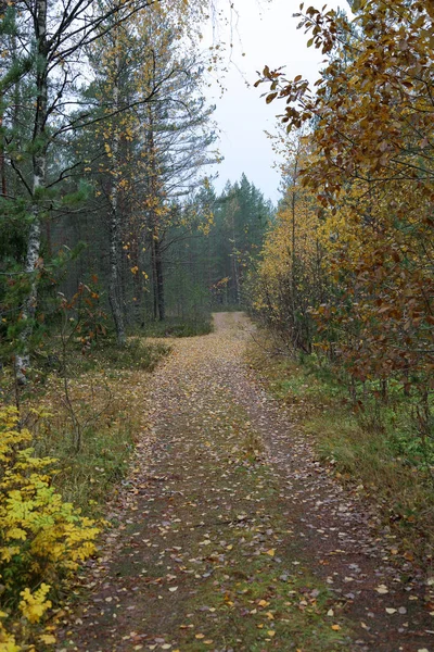 Beau Paysage Forestier Carélien Début Automne Russie — Photo