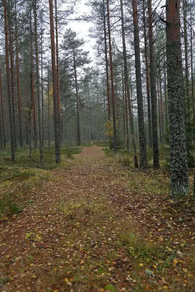 Beau Paysage Forestier Carélien Début Automne Russie — Photo