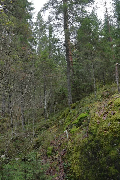 Rusya Erken Sonbaharda Güzel Karelya Orman Manzara — Stok fotoğraf