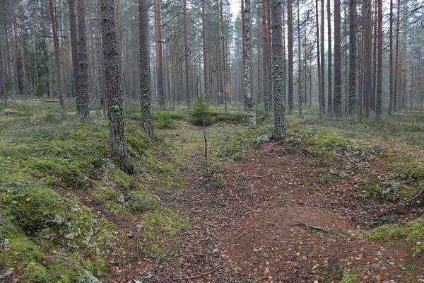 Rusya'da erken sonbaharda güzel Karelya orman manzara