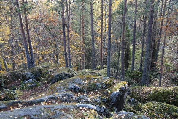 Bela Paisagem Florestal Carélia Início Outono Rússia — Fotografia de Stock