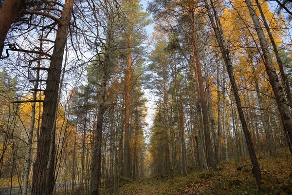 Красивий Ліс Карельська Краєвид Початку Осені Росії — стокове фото