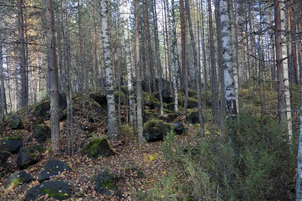 Hermoso Paisaje Forestal Karelia Principios Otoño Rusia — Foto de Stock