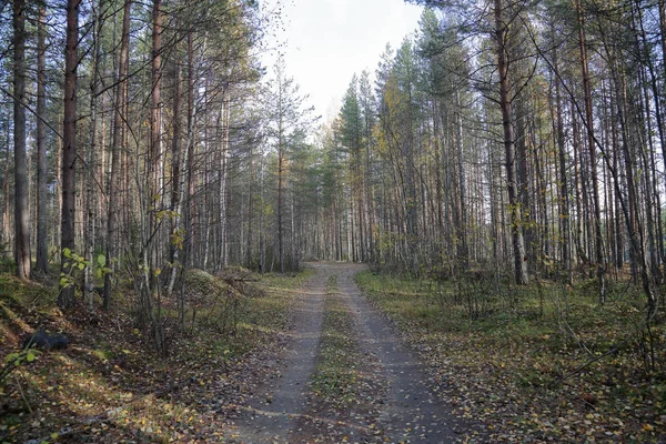 Hermoso Paisaje Forestal Karelia Principios Otoño Rusia — Foto de Stock