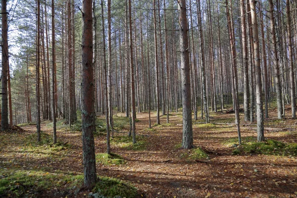 Mooie Karelische Boslandschap Het Vroege Najaar Rusland — Stockfoto
