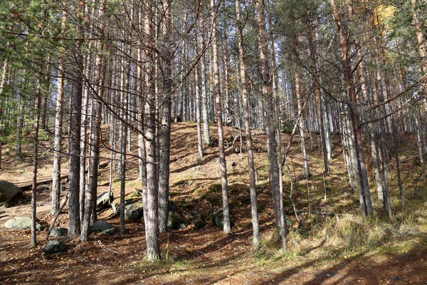 Beau Paysage Forestier Carélien Début Automne Russie — Photo