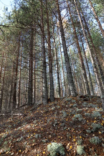 Krásná Karelské Lesní Krajina Počátkem Podzimu Rusku — Stock fotografie