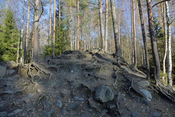 Beau Paysage Forestier Carélien Début Automne Russie — Photo